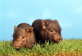 PIG 02 TK0001 01
Two Vietnamese Pot-Bellied Piglets Sitting On Grass