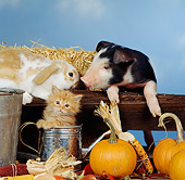 PIG 03 RS0001 02
Piglet Lop Rabbit And Kitten In Autumn Setting Studio