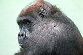 PRM 01 BA0001 01
Head Shot Of Lowland Gorilla Looking Over Shoulder