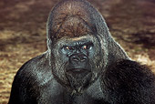 PRM 01 GL0001 01
Head Shot Of Lowland Gorilla Male