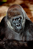 PRM 01 GL0002 01
Head Shot Of Lowland Gorilla Female