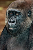 PRM 01 GL0003 01
Portrait Of Lowland Gorilla