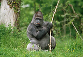 PRM 01 GL0005 01
Western Gorilla Sitting In Vegetation Holding Stick