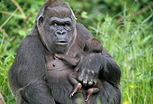 PRM 01 GL0006 01
Close-Up Of Western Lowland Gorilla Mother Holding Newborn