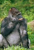 PRM 01 GL0007 01
Portrait Of Western Lowland Gorilla Chewing On Grass