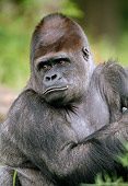 PRM 01 GL0009 01
Portrait Of Gorilla In Jungle