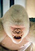 PRM 01 GL0010 01
Portrait Of Albino Western Lowland Gorilla Growling