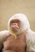 PRM 01 GL0011 01
Portrait Of Albino Western Lowland Gorilla