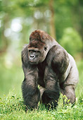 PRM 01 GL0013 01
Portrait Of Gorilla Standing In Jungle