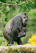 PRM 01 GL0014 01
Portrait Of Gorilla Carrying Newborn In Jungle