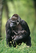 PRM 01 GL0016 01
Portrait Of Western Lowland Gorilla Holding Young
