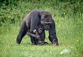 PRM 01 GL0017 01
Portrait Of Western Lowland Gorilla Walking With Young Holding Onto Arm
