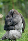 PRM 01 GL0018 01
Portrait Of Western Lowland Gorilla Sitting With Hand Over Face