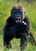 PRM 01 GR0012 01
Juvenile Gorilla Standing In Grass With Thumb In Mouth