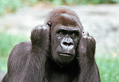 PRM 01 GR0014 01
Head Shot Of Lowland Gorilla Covering Ears