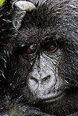 PRM 01 MC0003 01
Head Shot Of Mountain Gorilla Female In Rain Rwanda
