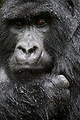 PRM 01 MC0004 01
Head Shot Of Silverback Mountain Gorilla In Rain Rwanda