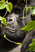 PRM 01 MC0006 01
Head Shot Of Silverback Mountain Gorilla In Jungle Rwanda