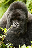 PRM 01 MC0007 01
Portrait Of Silverback Mountain Gorilla Thinking In Jungle Rwanda