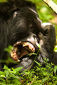 PRM 01 MC0011 01
Portrait Of Silverback Mountain Gorilla Yawning In Jungle Rwanda