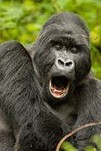 PRM 01 MC0019 01
Portrait Of Silverback Mountain Gorilla Yawning