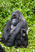 PRM 01 MC0023 01
Mountain Gorilla Mother And Baby Sitting In Vegetation Rwanda