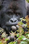 PRM 01 MC0024 01
Head Shot Of Mountain Gorilla Sitting In Vegetation Rwanda