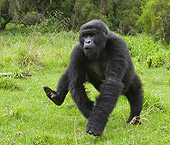 PRM 01 MC0026 01
Blackback Mountain Gorilla Charging Forward On Grass Rwanda