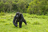 PRM 01 MC0027 01
Blackback Mountain Gorilla Charging Forward On Grass Rwanda