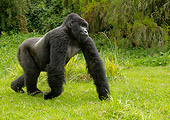 PRM 01 MC0028 01
Blackback Mountain Gorilla Walking On Grass Rwanda