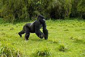 PRM 01 MC0029 01
Blackback Mountain Gorilla Charging Forward On Grass Rwanda