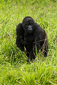 PRM 01 MC0031 01
Blackback Mountain Gorilla Standing On Grass Rwanda