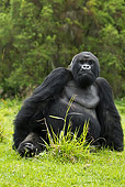 PRM 01 MC0033 01
Silverback Mountain Gorilla Sitting On Grass Rwanda