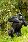 PRM 01 MC0036 01
Blackback Mountain Gorilla Beating Chest On Grass Rwanda