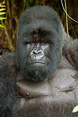 PRM 01 MC0038 01
Head Shot Of Silverback Mountain Gorilla Rwanda