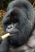 PRM 01 MC0039 01
Head Shot Of Silverback Mountain Gorilla Chewing Bamboo Rwanda