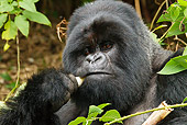 PRM 01 MC0040 01
Head Shot Of Silverback Mountain Gorilla Chewing Bamboo Rwanda