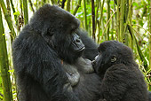 PRM 01 MC0042 01
Close-Up Of Mountain Gorilla Mother Nursing Baby In Jungle Rwanda