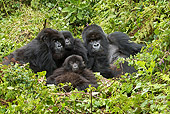 PRM 01 MC0043 01
Mountain Gorilla Family Nesting In Jungle Rwanda