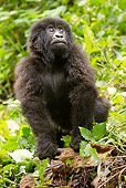 PRM 01 MC0045 01
Mountain Gorilla Baby Looking Up In Jungle Rwanda