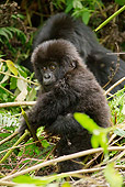 PRM 01 MC0047 01
Mountain Gorilla Baby Sitting In Day Nest Rwanda