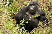PRM 01 MC0048 01
Mountain Gorilla Sitting In Vegetation Rwanda