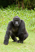 PRM 01 MC0049 01
Mountain Gorilla Sitting On Grass In Threat Display Rwanda