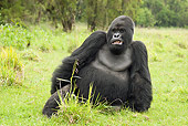 PRM 01 MC0050 01
Silverback Mountain Gorilla Sitting On Grass Rwanda