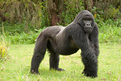 PRM 01 MC0052 01
Silverback Mountain Gorilla Standing On Grass In Threat Display Rwanda