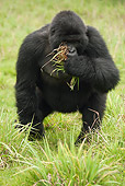 PRM 01 MC0053 01
Mountain Gorilla Standing On Grass In Threat Display Rwanda