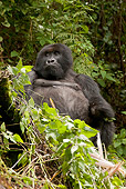 PRM 01 MC0055 01
Silverback Mountain Gorilla Missing Left Hand From Snare Rwanda