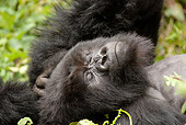 PRM 01 MC0058 01
Head Shot Of Silverback Mountain Gorilla Resting In Vegetation Rwanda