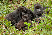 PRM 01 MC0059 01
Silverback Mountain Gorilla Family Sitting In Vegetation Rwanda
