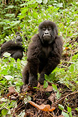 PRM 01 MC0061 01
Mountain Gorilla Baby Standing In Vegetation Rwanda